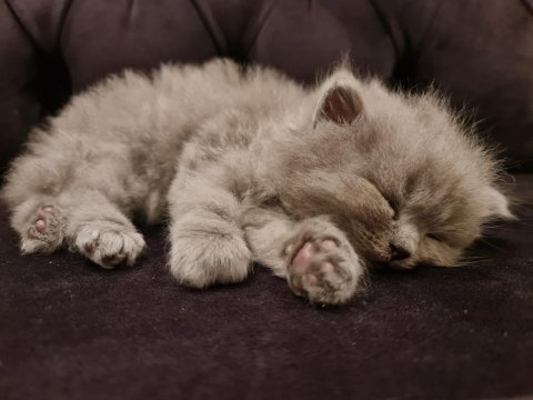 Blue british longhair