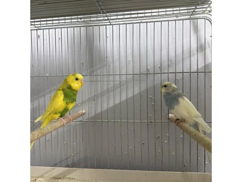 Hazır yavrulu yumurtalı muhabbet kuşu çiftler