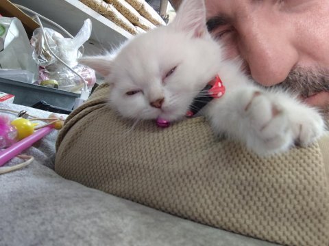 50 günlük blue point dişi british shorthair