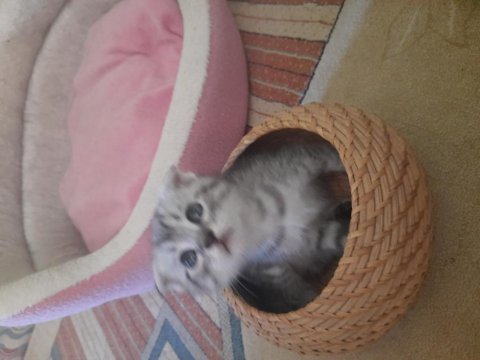 Bayram şekerleri scottish fold kediler