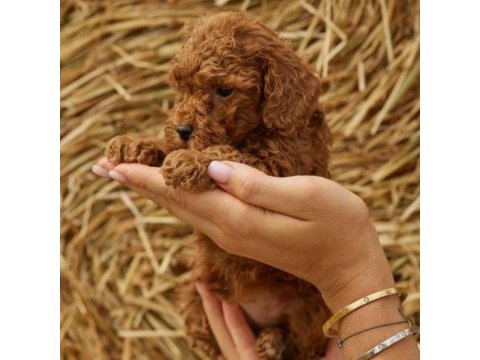 Toy poodle cinsi yavrular izmir
