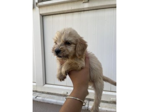 Antalya cockapoo