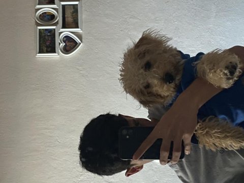Oğlumuza yuva maltipoo