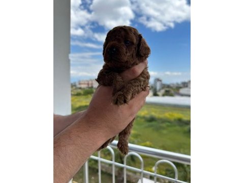Tea cup toy poodle yavrular
