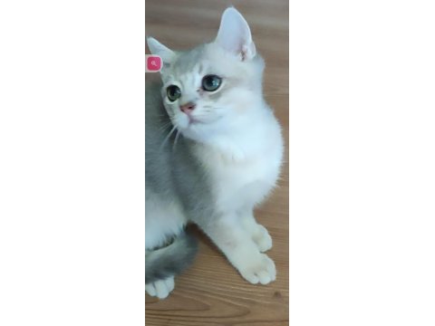 Şafkan british shorthair