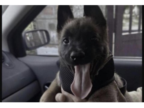 Belçika kurdu malinois safkan