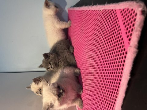 Üst kalite british shorthair bebekleri