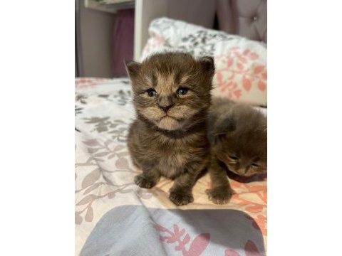 Minik maine coon devler ailelerini sabırsızlıkla bekliyor