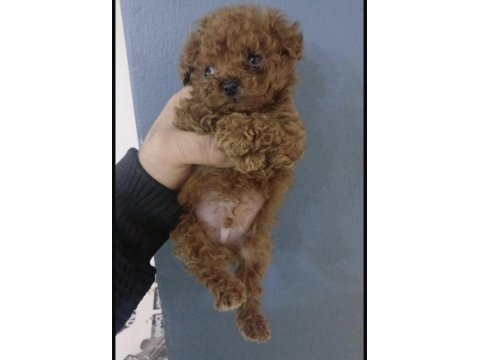Toy poodle köpeği