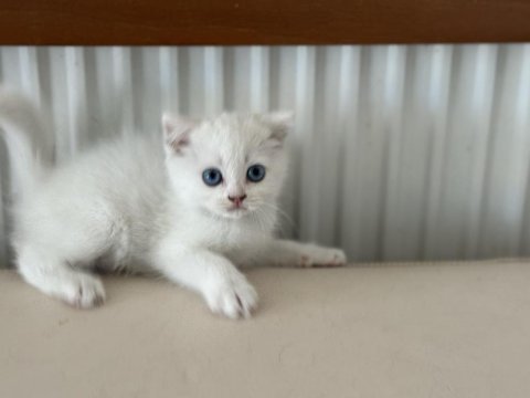 Kar beyaz mavi gözlü british shorthair yavrular