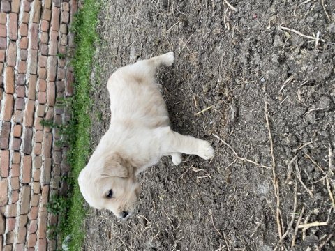 Baby fare golden retriever yavrular