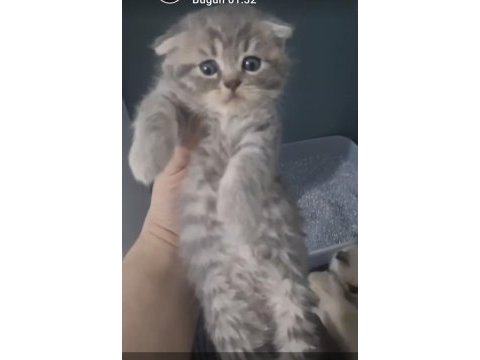 British ve scottish fold kardeşler teslime hazır