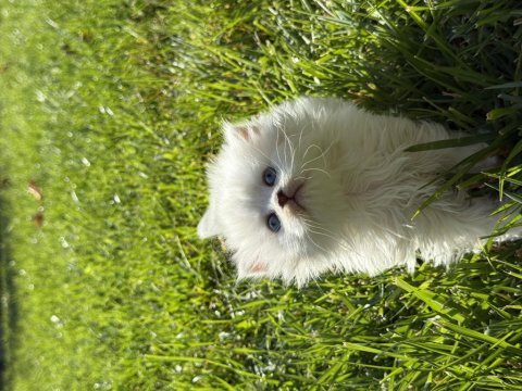Çok güzel scottish fold yavrular