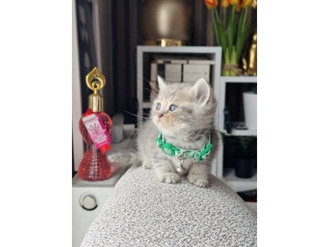 British shorthair blue golden yavrular