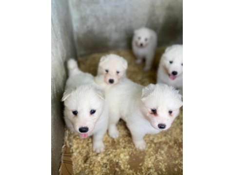 Orjinal samoyed