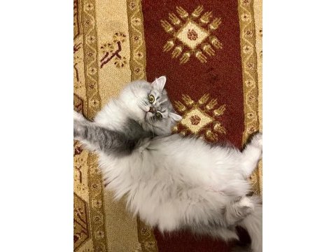 British longhair kedimiz