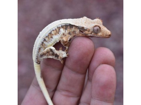 Super kalite crested geckolarımız