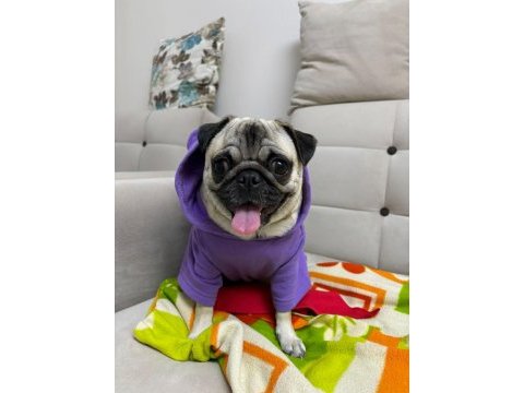 Pug fıstık yuva arıyor