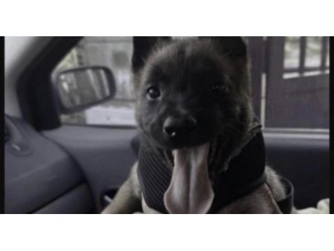 Belçika kurdu köpeğimiz için ulaşın