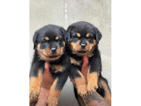 Rottweiler köpeği yavrumuz