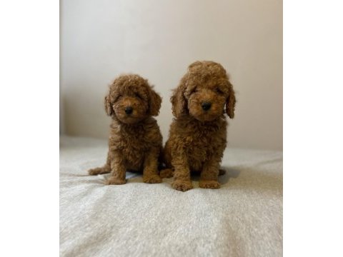 Safkan red toy poodle erkek kardeşler