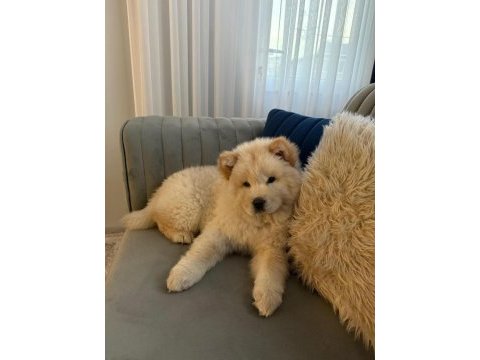 A kalite chow chow bebekler