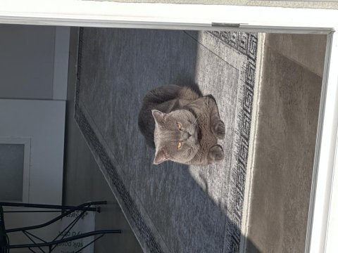 Yavru dişi british shorthair