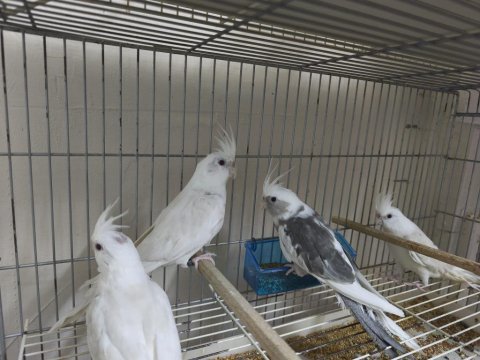 Yavru sultan papağanı 4 aylık