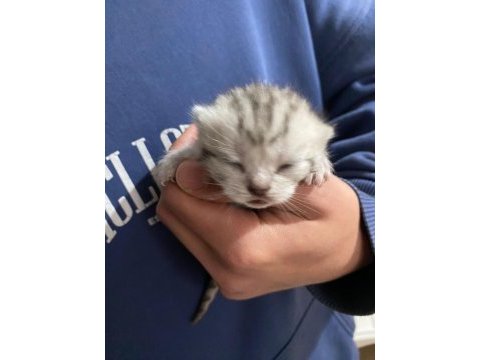 Yeni doğmuş scottish fold dişi ve erkek