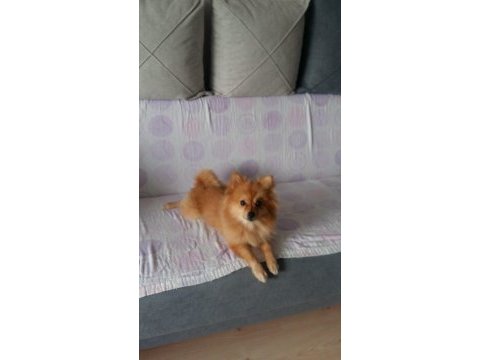 Dişi pomeranian