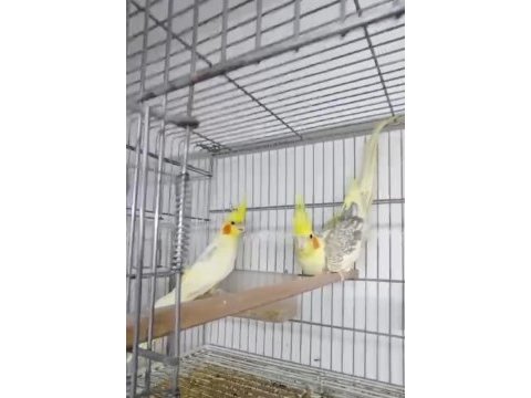 Takım sultan papağanları