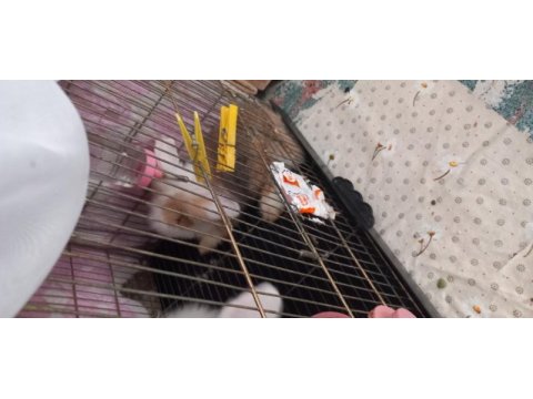 Hollanda teddy lop tavşan