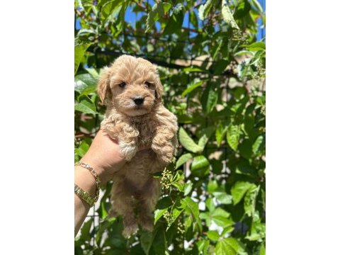 Maltipoo yavrum 55 günlük