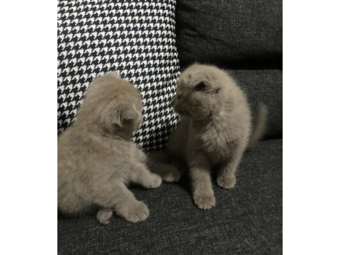 Lilac scottish fold yavrular