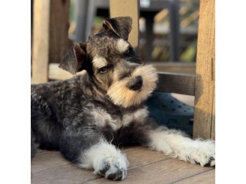 Miniature schnauzer black and silver (fcı pedigree)