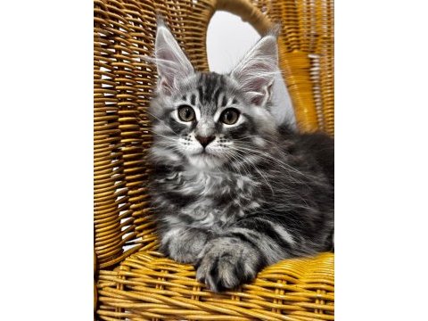 Maine coon dev yavru kediler uygun a veriyorum