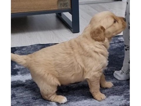 Kendi golden retriever yavrumuz
