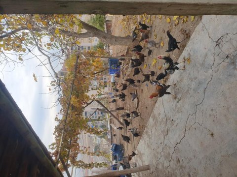 Yumurtlayan köy tavukları