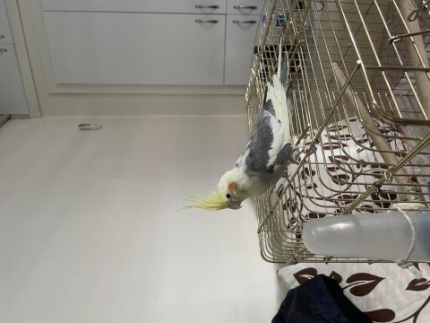 6 aylık ele alışık sultan papağanı