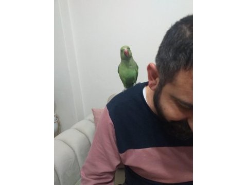 Pakistan papağanı