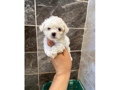 Tea cup bichon fries