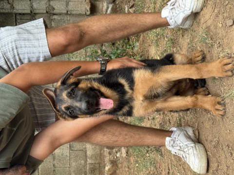 A şecereli alman çoban köpeği yavruları
