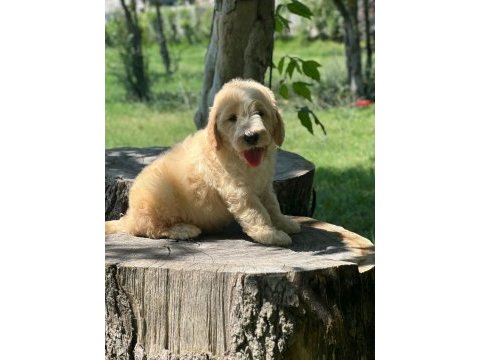 Labradoodle dişi / erkek 2 aylık