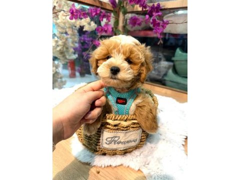 Üst vasıf maltipoo bebekler