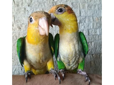 Portakal kafa caique bebek papağanlar