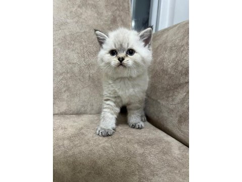 Safkan british shorthair ayı surat top kafa bebişimiz