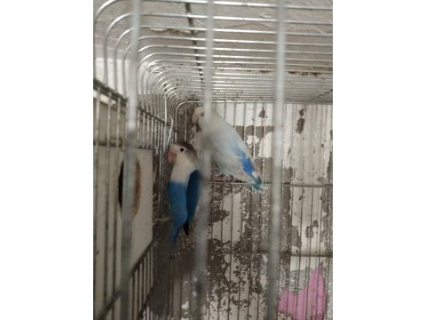 Cennet sevda papağanları mevcuttur