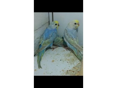 Rainbow muhabbet kuşu