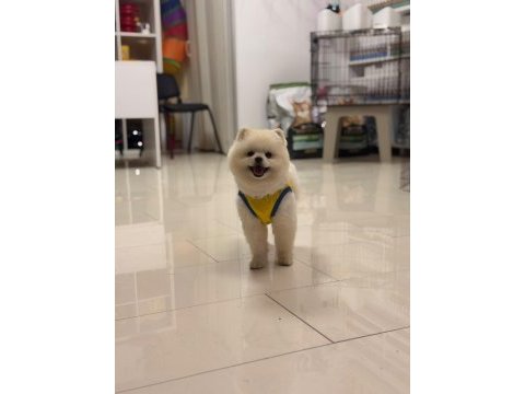 Pomeranian boo 9 aylık en iyisi