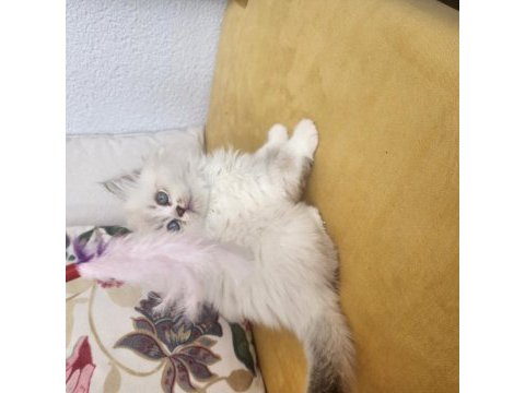 Erkek british longhair 2 aylık
